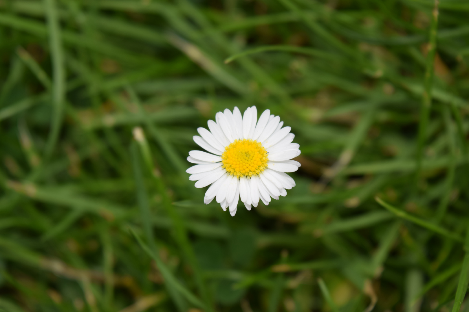 Daisy