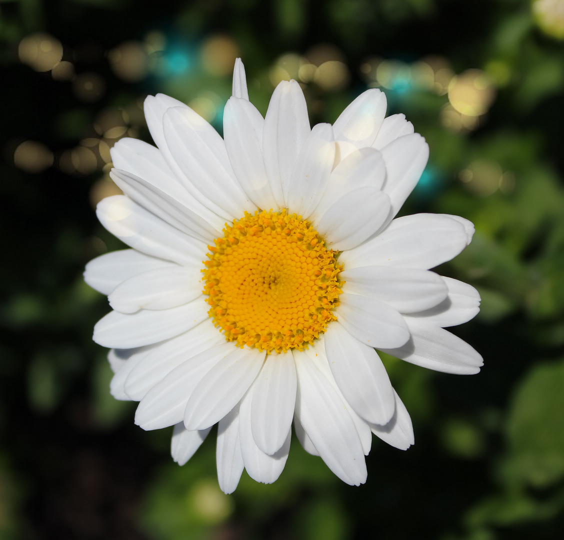 Daisy