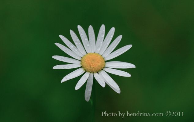 Daisy