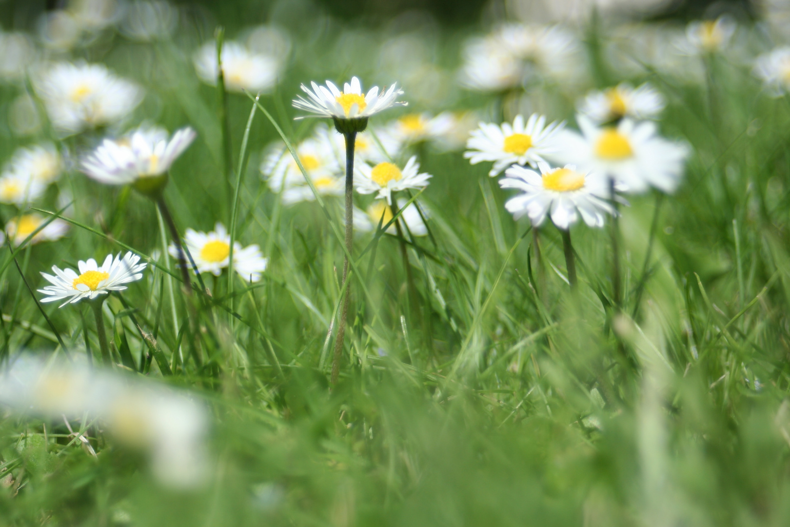 Daisy And Her Family