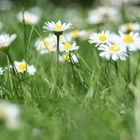 Daisy And Her Family