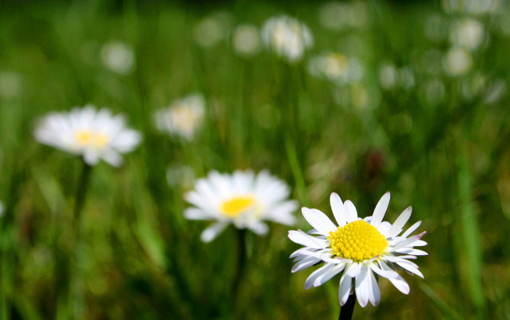 daisy and her friends