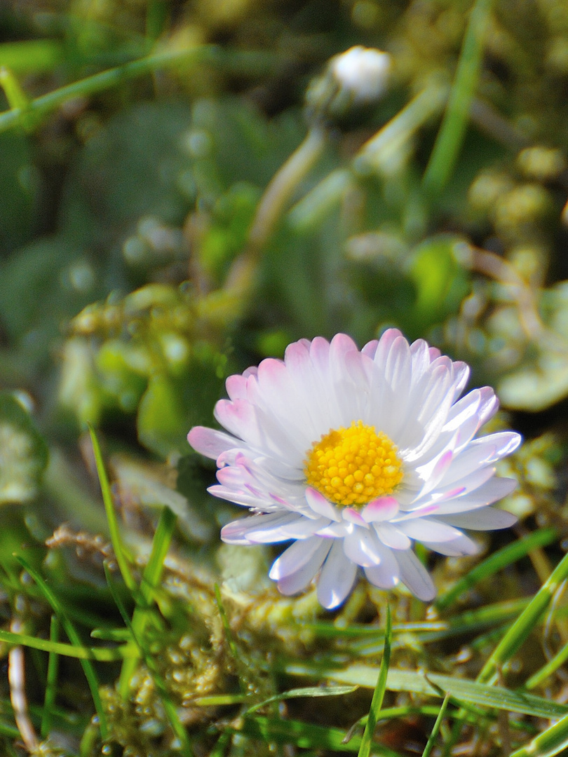 Daisy auf dem Rasen