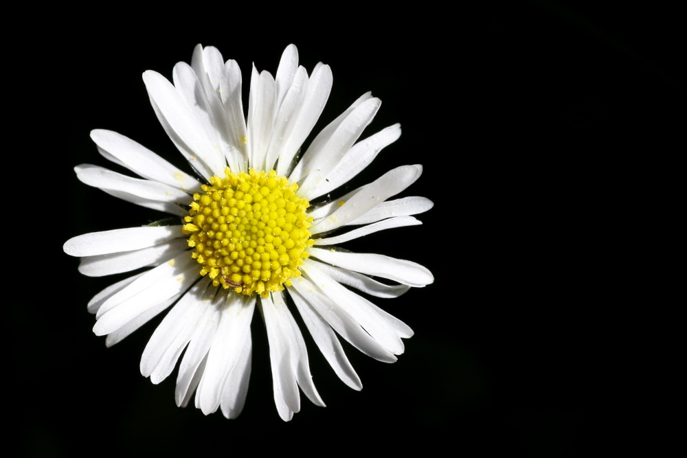 Daisy