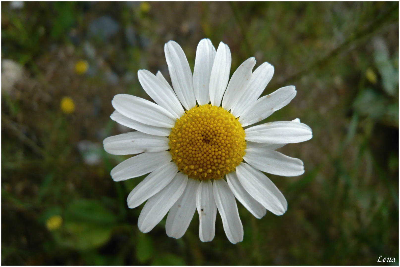 Daisy