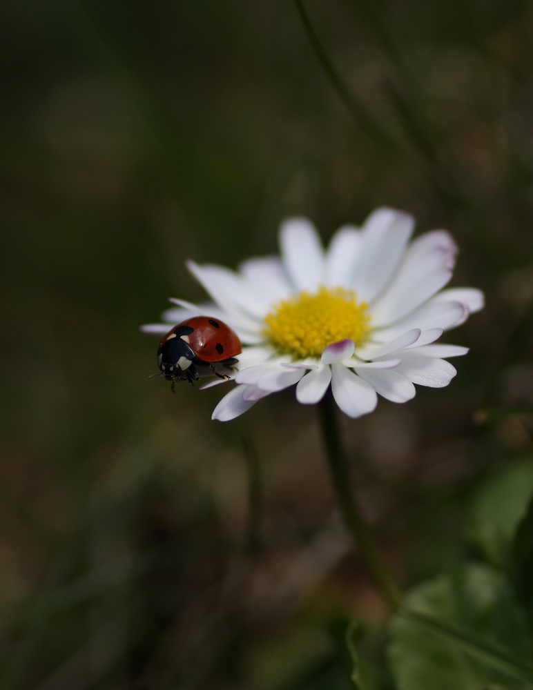 Daisy Bug