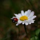 Daisy Bug