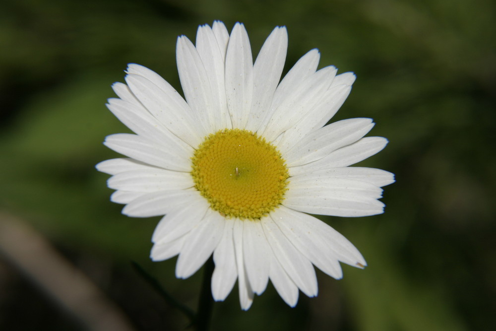 Daisy by the roadside