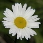 Daisy by the roadside