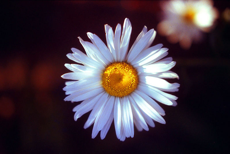 Daisy