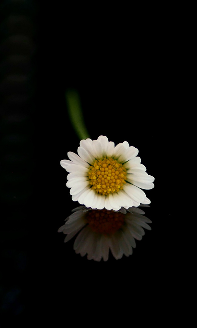 Daisy.