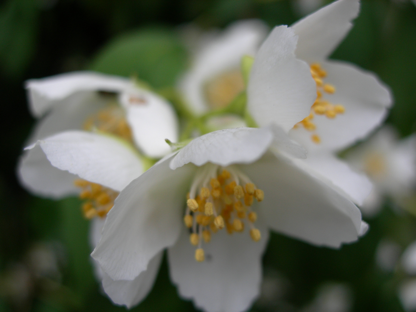 Daisy Chain