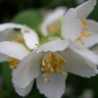 Daisy Chain