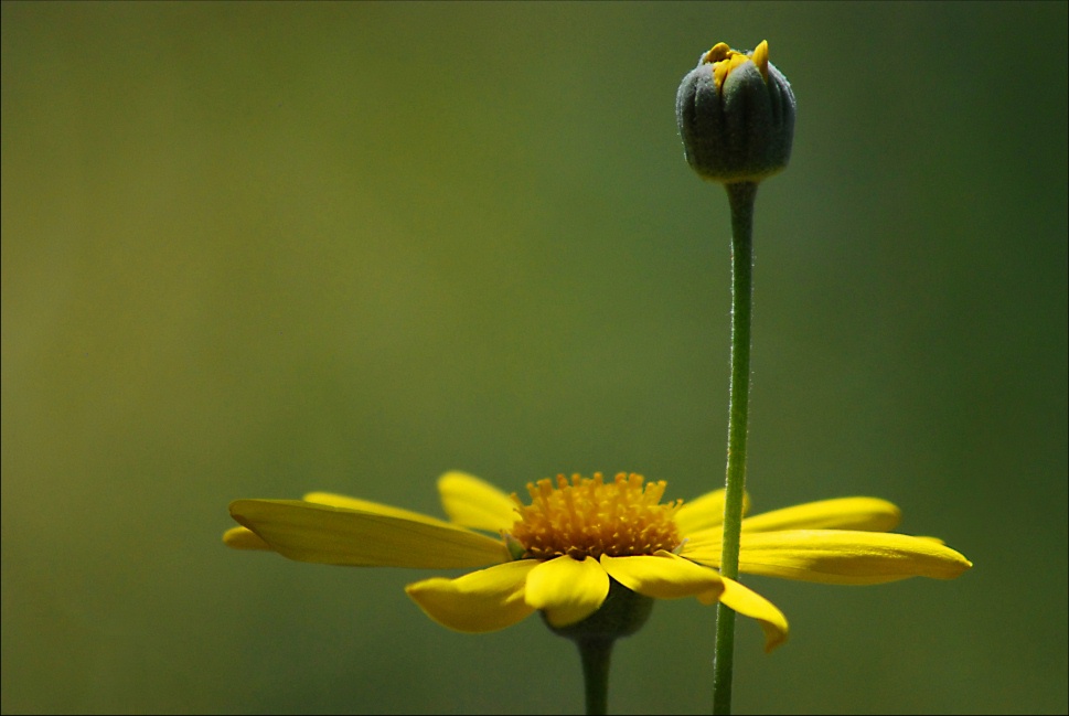 Daisy Days