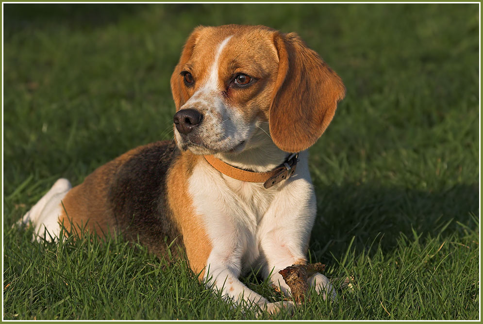 Daisy, der PocketBeagle Foto & Bild tiere, haustiere, hunde Bilder