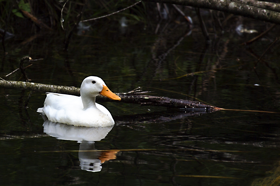 Daisy Duck...