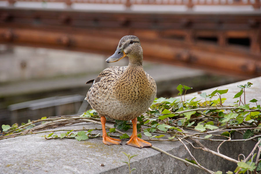 Daisy Duck besucht Paris!