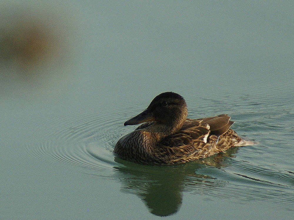 Daisy Duck