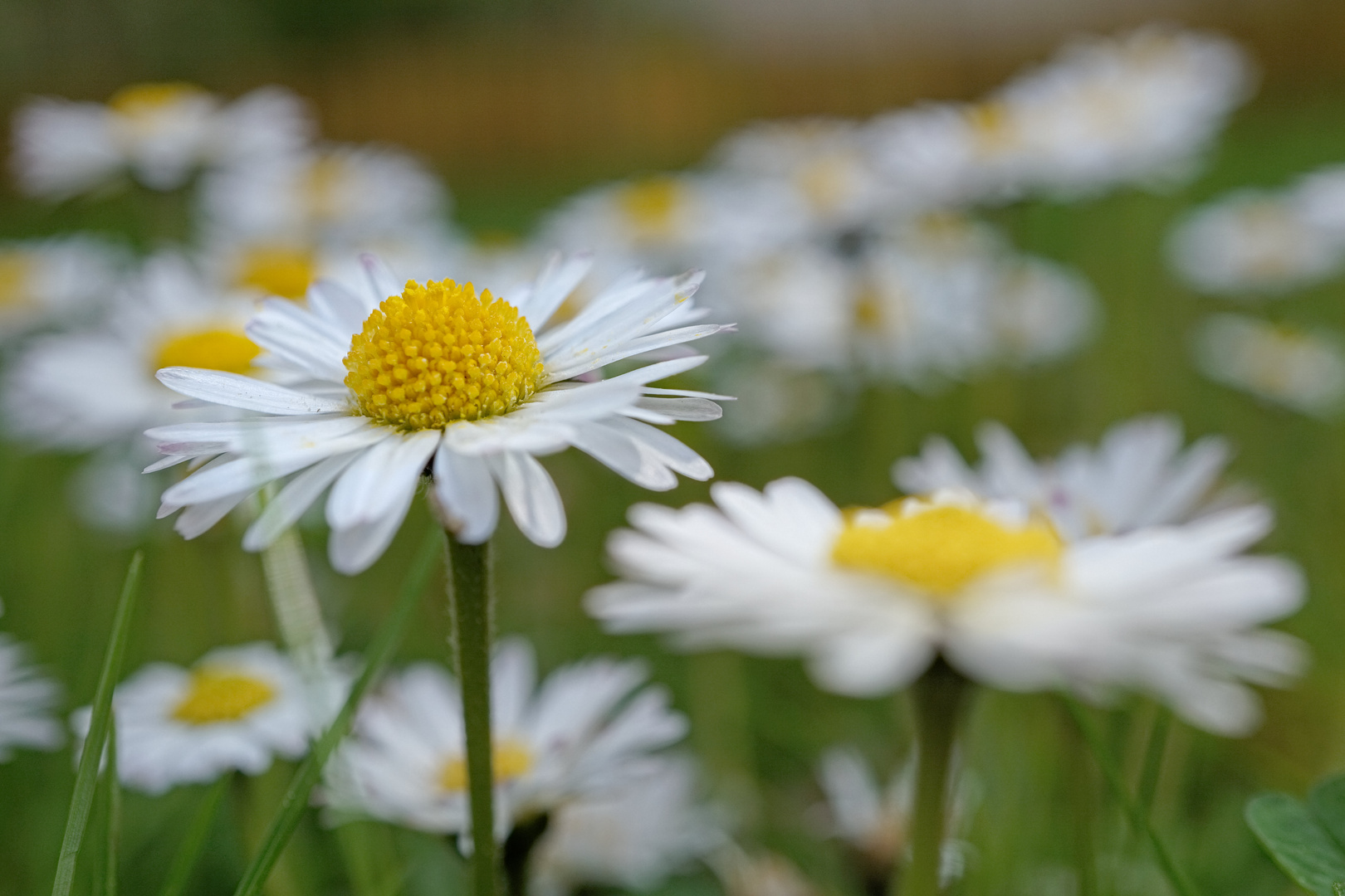 Daisy Field