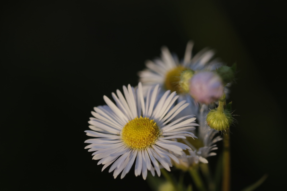 Daisy fleabane