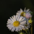 Daisy fleabane