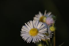 Daisy fleabane