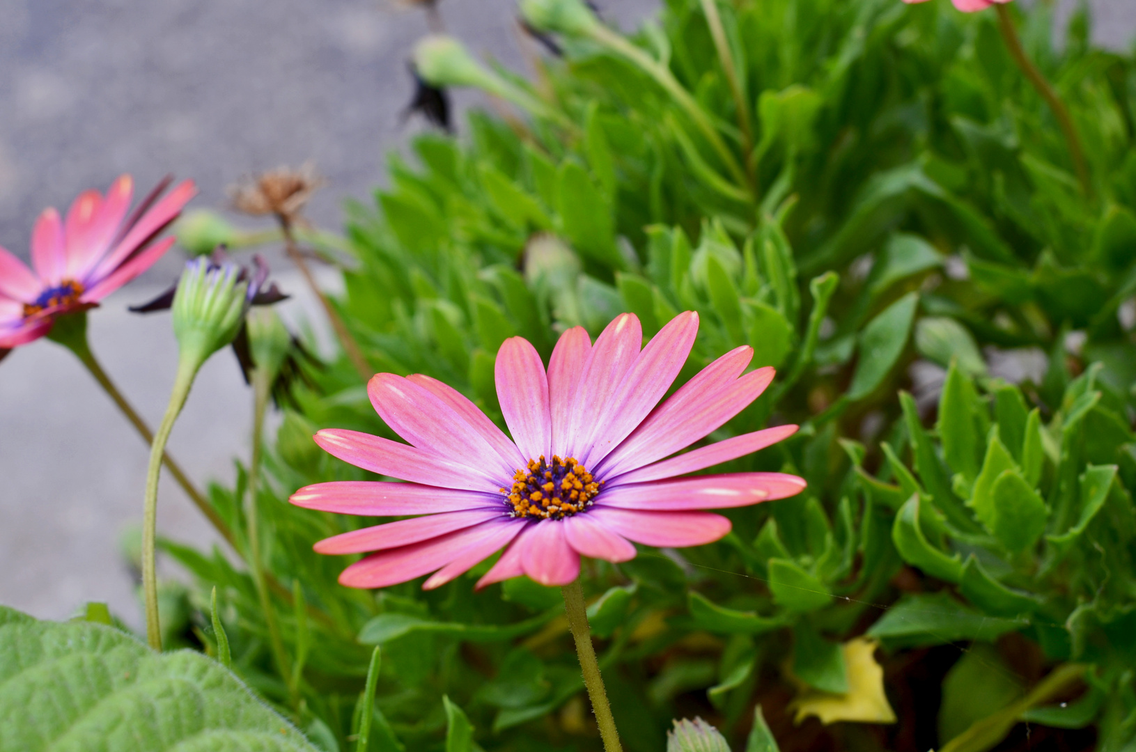 Daisy flower