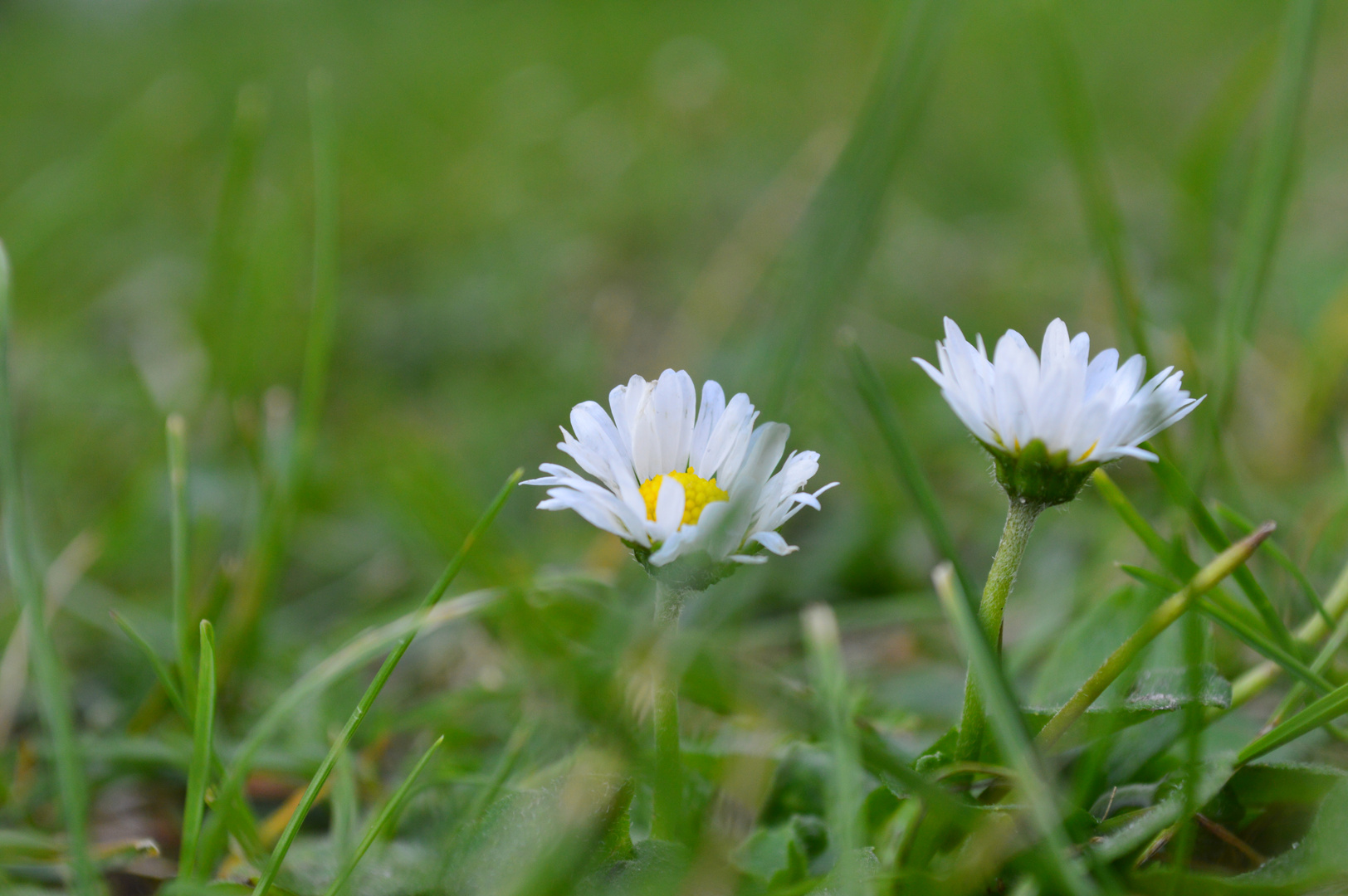 Daisy Flower