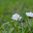 Daisy Flower