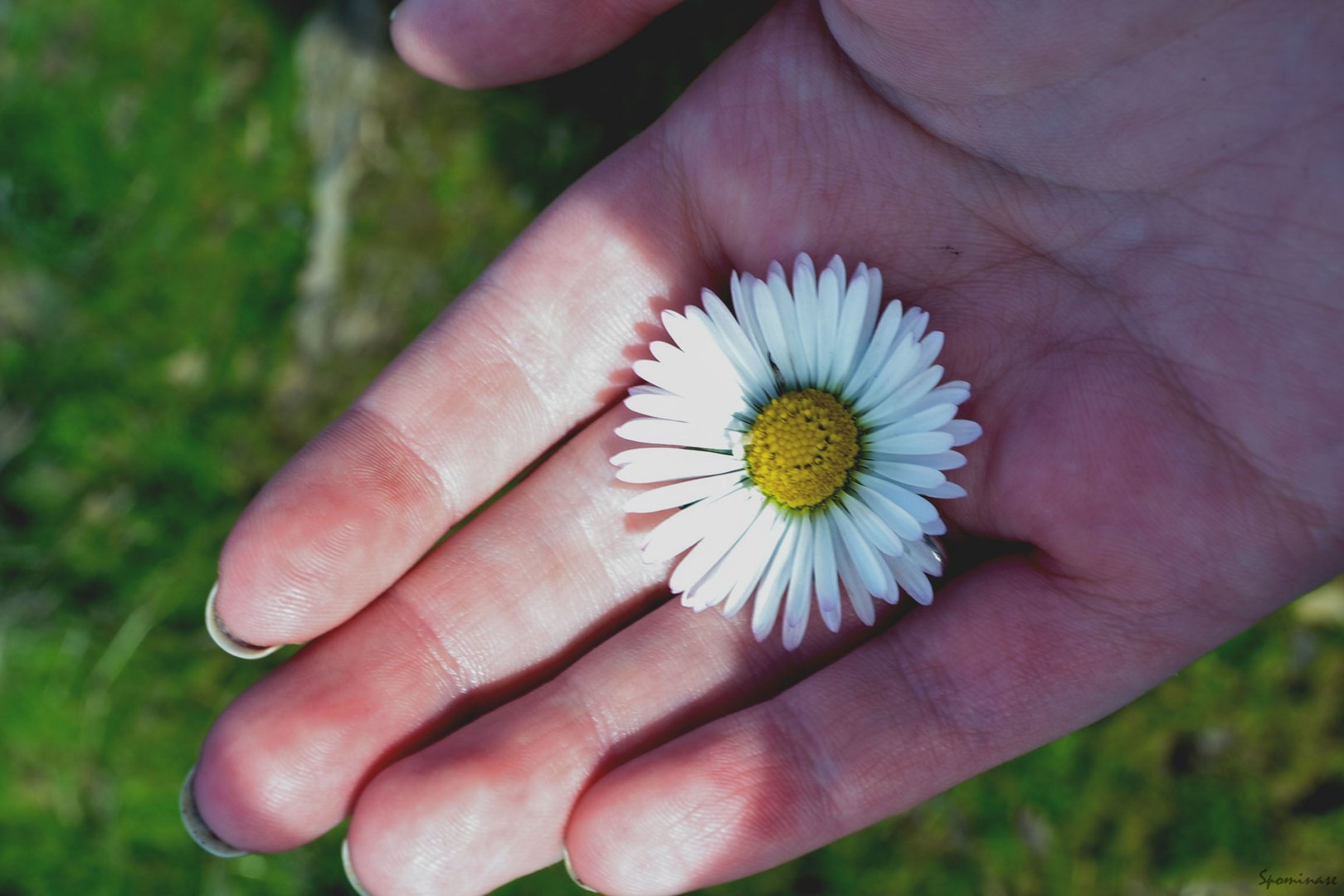 Daisy flower