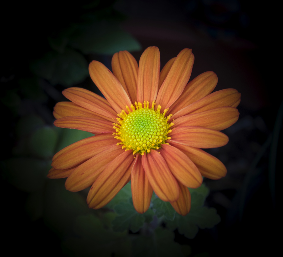 Daisy flower