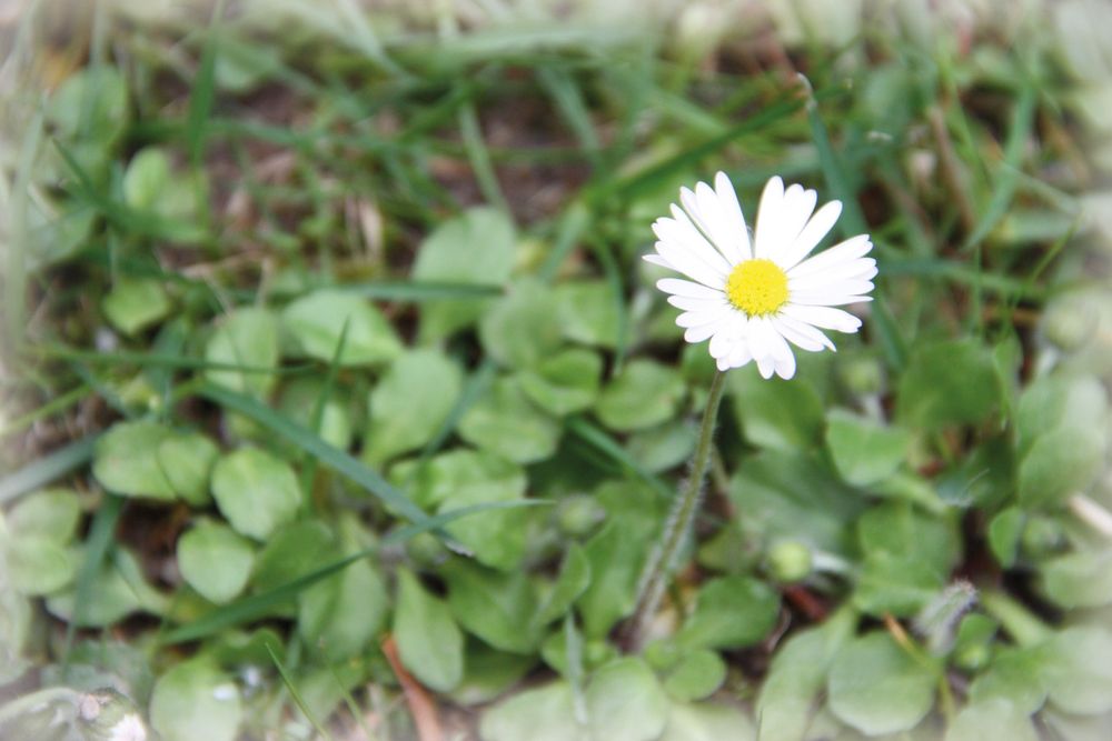 Daisy Flower von Magyck 