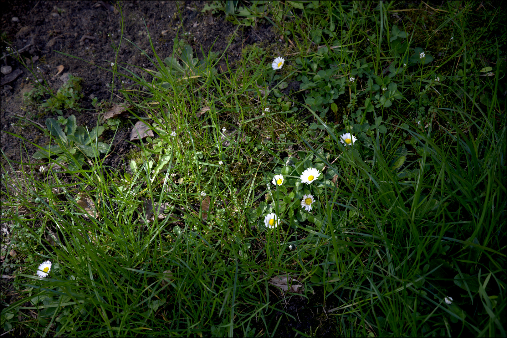 daisy flowers