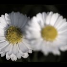 Daisy (Gänseblümchen)