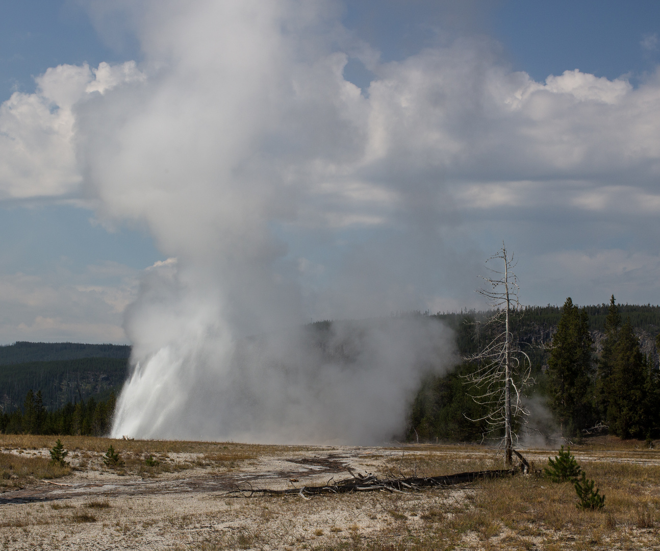 Daisy Geyser