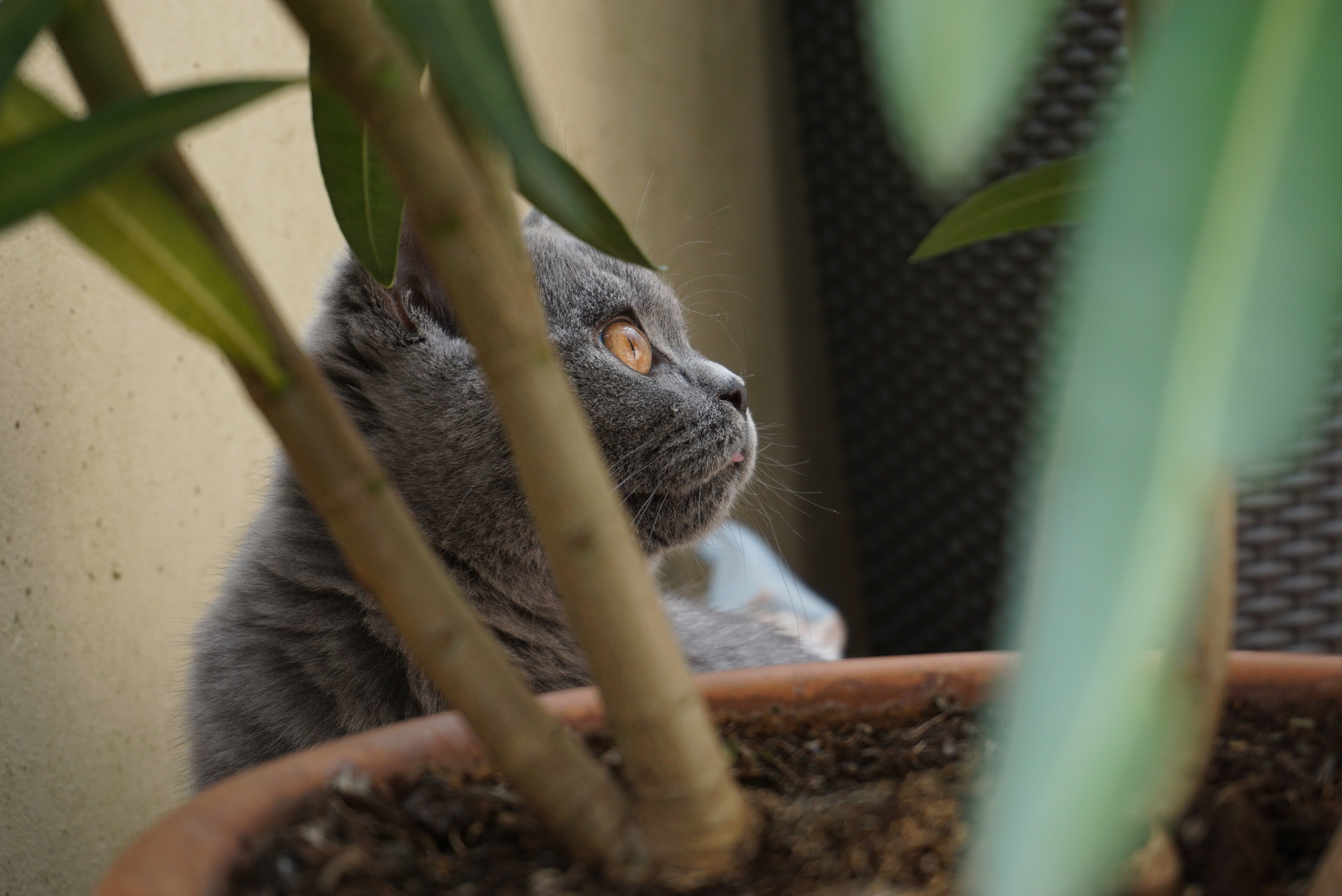 Daisy guck in die Luft