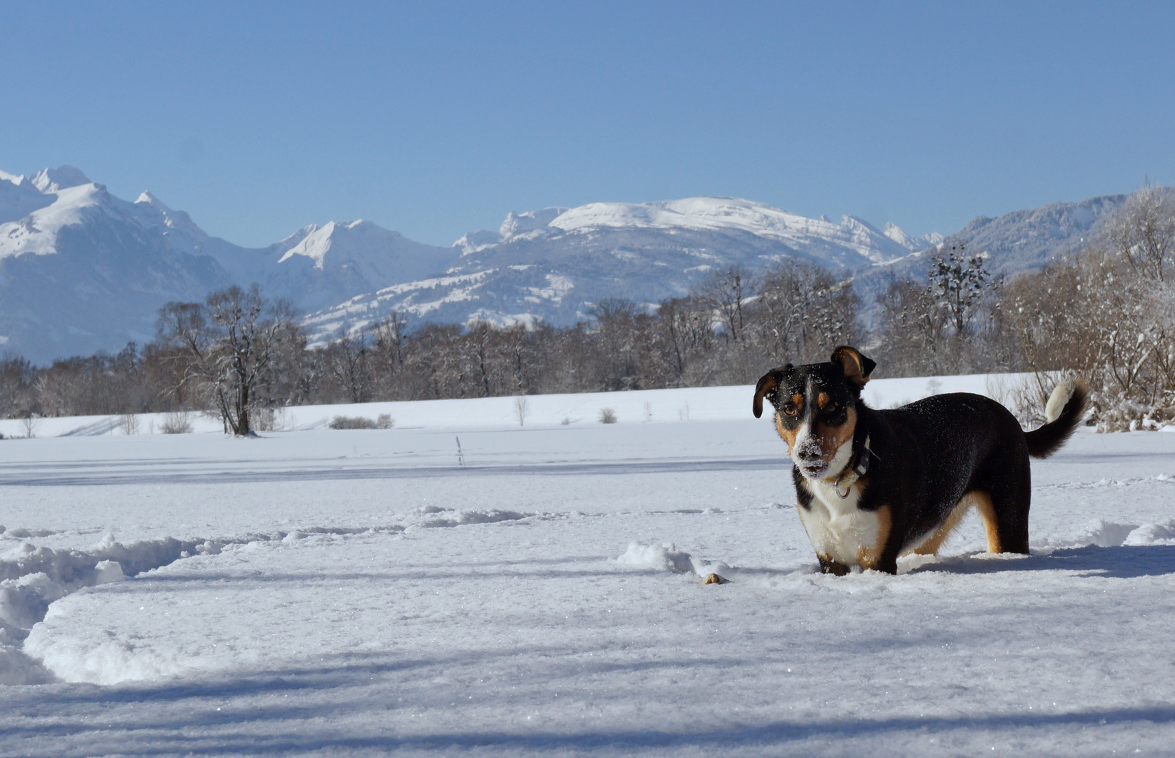 Daisy im Schnee