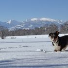 Daisy im Schnee