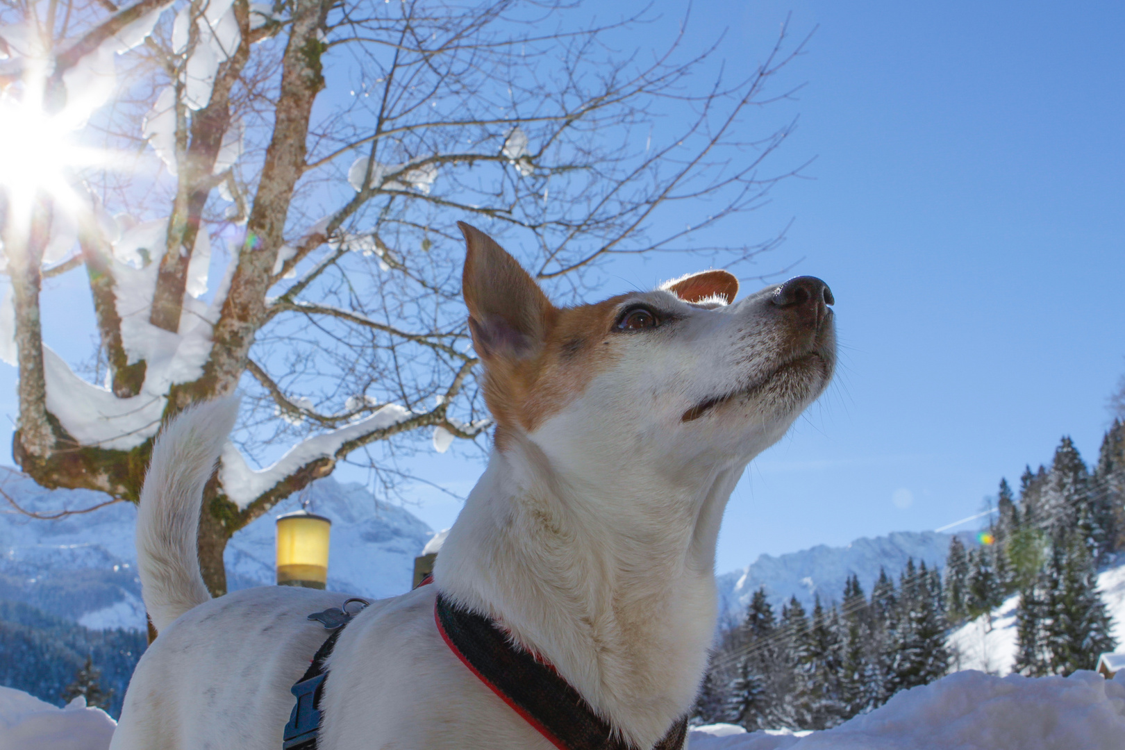 Daisy im Schnee