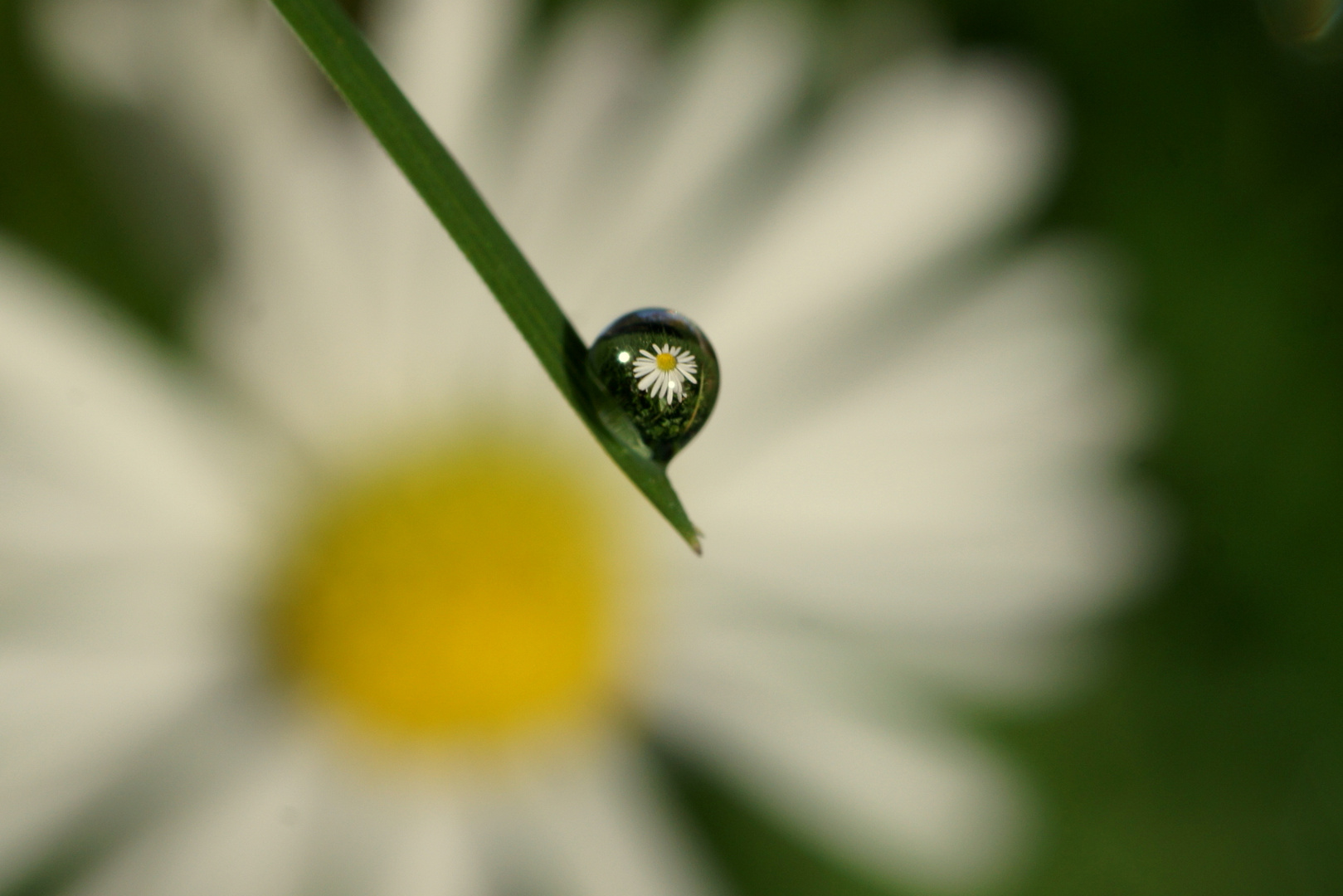 Daisy in a droplet