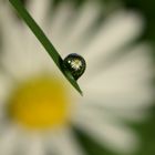 Daisy in a droplet