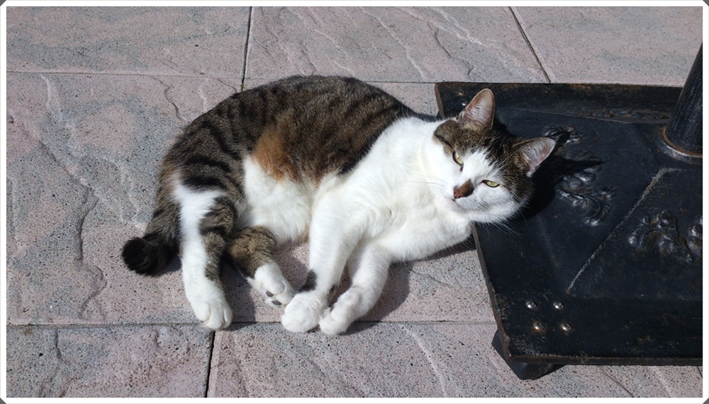 Daisy in der Sonne