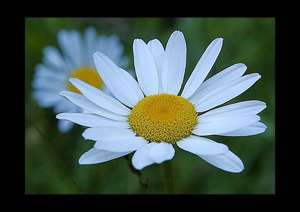 daisy in detail