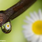 daisy in drop