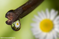 daisy in drop