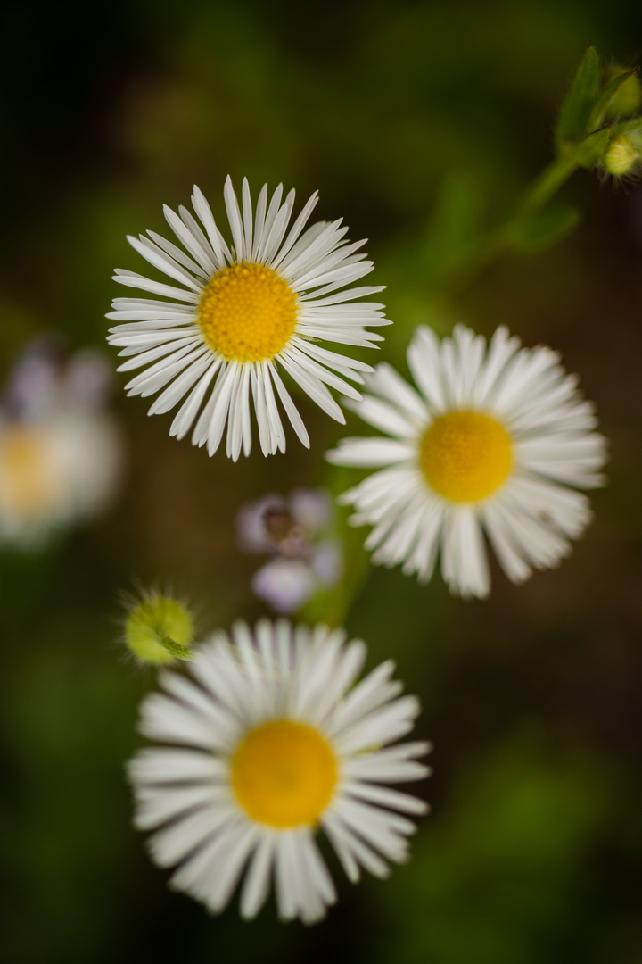 daisy in focus