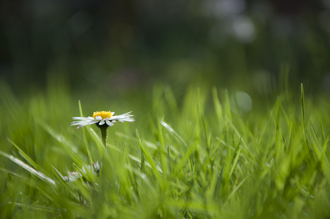 daisy in the grass