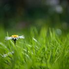 daisy in the grass