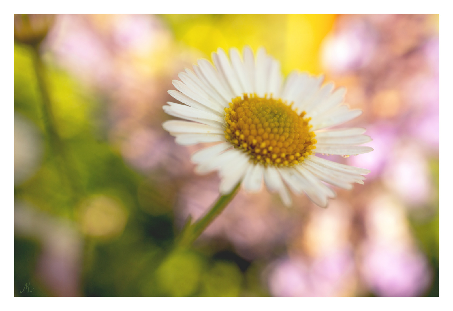 daisy in the sea of colour