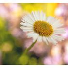 daisy in the sea of colour